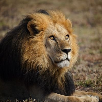 karimpidu's profile picture. TOUR OPERATOR IN 🇹🇿