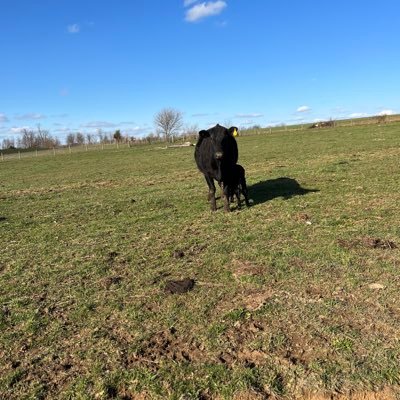 Christian,conservative. cattle,corn, soybeans and alfalfa hay https://t.co/p26P7H0V0O not ask for money, gift cards or new phones etc!Trump 2024!1776!Ky