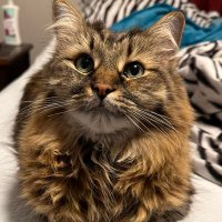 Alpha Gee (@alphalazoo) 's Twitter Profile