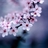 OM_ZIAD's profile image