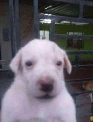 vivalamilanesa1's profile picture. Sebas el canal de música cabron