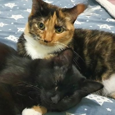 Gatos, puzzles y tecnología, y no tiene por qué ser en ese orden