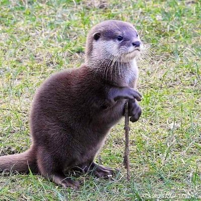 Otterly devoted to the renewal of American entrepreneurship & manufacturing. Angel Investor in 50+ Startups, including SpaceX, Axiom Space. #DeSantis2024