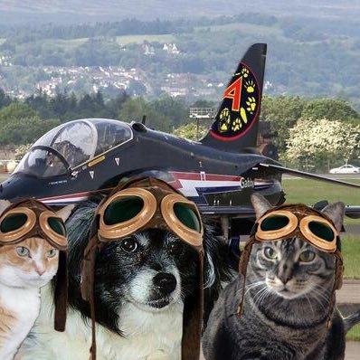 pet columnist #TheAviators #TheRuffRiderz family to Nickel, Twila, Charlie, Asia, Lollypop, Dime, Heather & Lucky. No politics. No tagging, please.