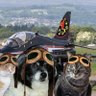 The_Gabby_Dog's profile picture. pet columnist #TheAviators #TheRuffRiderz family to Nickel, Twila, Charlie, Asia, Lollypop, Dime, Heather & Lucky. No politics. No tagging, please.