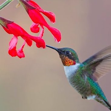 Redbird2569's profile picture. 