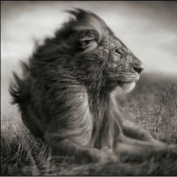 Alf Bianchi (@alfbianchi) 's Twitter Profile Photo Alf Bianchi (@alfbianchi) 's Twitter Profile Photo