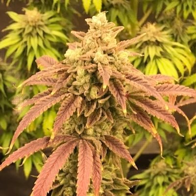 Oklahoma medical cannabis patient. NOTHING IS EVER FOR SALE OR TRADE!! Twenty20Mendocino R&D A-Team. Defiant seed R&D.