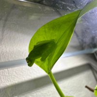 crested maje (@crestedm) 's Twitter Profile Photo