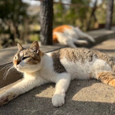 chin_mogu2's profile picture. ぼっちメシ/ フットワークは割と軽め / フォローしてくれたら嬉しい