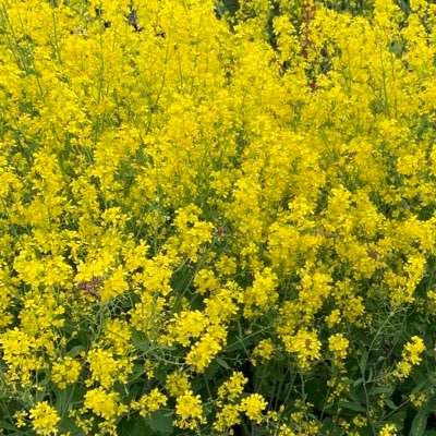 3yD6dkmsLE6djrw's profile picture. au22m 03line