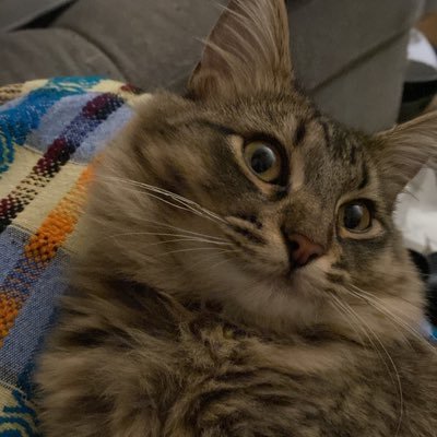 wino_gata's profile picture. Poet, Novelist, Existentialist at best.