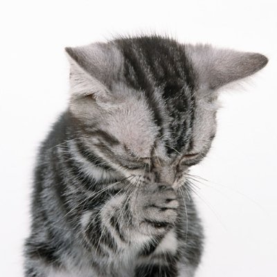 59mat16863's profile picture. 新約聖書よりマタイによる福音書5章9節「平和をつくり出す人たちは、さいわいである、彼らは神の子と呼ばれるであろう。」
10節「義のために迫害されてきた人たちは、さいわいである、天国は彼らのものである。」