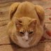 Cat In The River Of Time (@riveroftimecat) Twitter profile photo Cat In The River Of Time (@riveroftimecat) Twitter profile photo