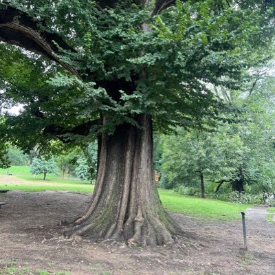 Trees not signs. Root out corruption, Not Trees #SaveFortGreenPark #SaveEastRiverPark