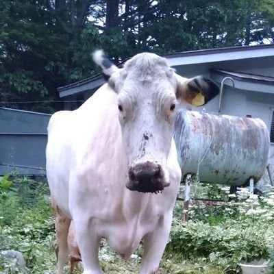 yumi_JETHRO's profile picture. 貧乏から貧乏で始まりR4年2月経営継承三代目🐄【極小放牧酪農家】の経営者🐄結婚を諦め《酪農の魔女》を目指して奮闘中🧙牛に着いたマダニを綺麗に取ってアルコールに浸して集めて燃やすのが夏の趣味✨R5年農業推進委員会役員に就任。堆肥欲しいなんぼでも持ってていいよ、連絡待っ