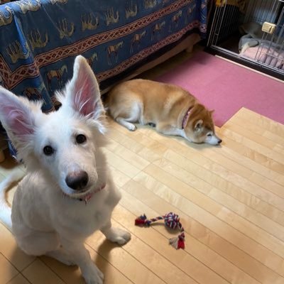 クー 13歳のアメリカンコッカースパニエル。2022年10月14日🌈 アンミツ 柴犬14歳おばあワン。2024年9月21日🌈。 サリー ホワイトシェパード 2022年8月31日うまれの2歳児。アニマル大好き❤無言フォロー失礼します