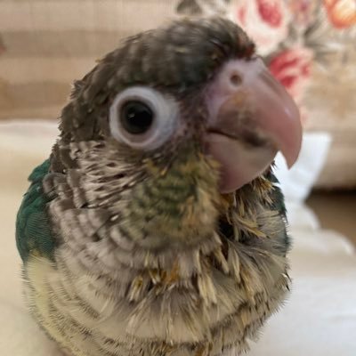 fin_gui's profile picture. ギター弾き、、、ではなく最近はただのギター好き、コレクターとも言う。人と同じことを、できるだけしたくない天邪鬼でもあります。ゲームもなんでもやりますが、すぐに飽きて続きません。