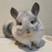 STAR CHINCHILLA@なつ・あにまるクリエイト(@natsu_animal_c) 's Twitter Profile Photo