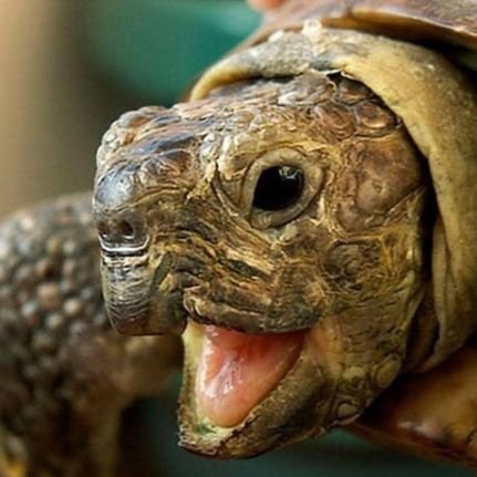 netvoybf's profile picture. Не смотри! Мне 13!