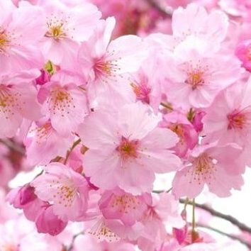 momosaku0017's profile picture. 岡村靖幸、藤井風、野球好き女子⚾
特にファイターズ17と64のファン✨
気の向くままに、好きな事を好きな様に呟いています😊🌸宜しくお願いします🙇