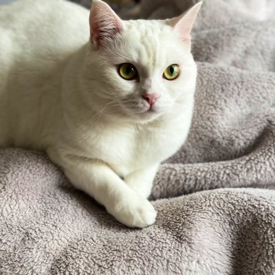 serpillkahraman's profile picture. 