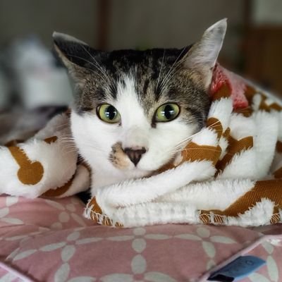BishojoK78067's profile picture. 猫大好き❤️美少女大好き🐱KUROMI大好き😆可愛い大好き🐾
