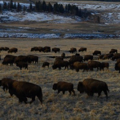 killikowski's profile picture. 