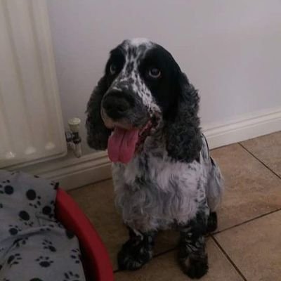 ThomasBegley51's profile picture. Tweets expressed represent my own views and opinions.