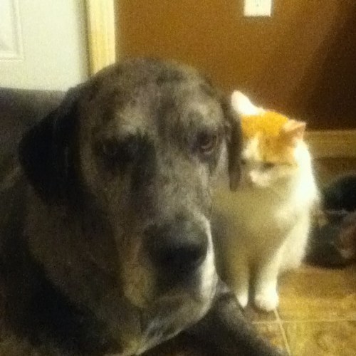 icdawn's profile picture. 