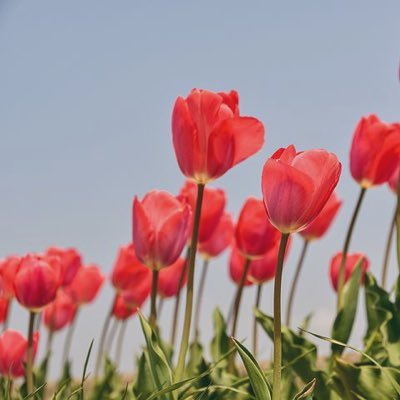 yuchika1987's profile picture. スピッツ垢 ︙ ベルゲン会員 ︙ スピッツは人生そして魂🙏 心の底で灯り続けるスピッツへの愛を、時々ぽつりと呟きたくて始めました◎ 無言フォロー失礼します🙇‍♀️