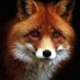 Fox from Gent 🇧🇪 🇪🇺🇺🇦 🍉🌻 (@EuleausGent) Twitter profile photo
