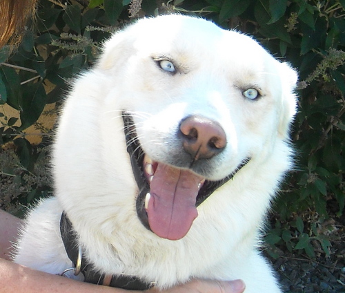 Rescued in the mountains of S. Colo but now live in NM w/Valerie, Patrick, Alex, Luke, & @shinerwolfdog. Check out out videos on our YouTube Channel.