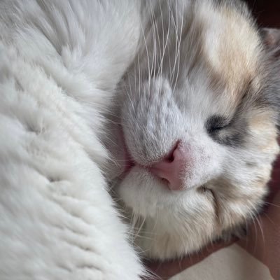 かまぼこさんのプロフィール画像