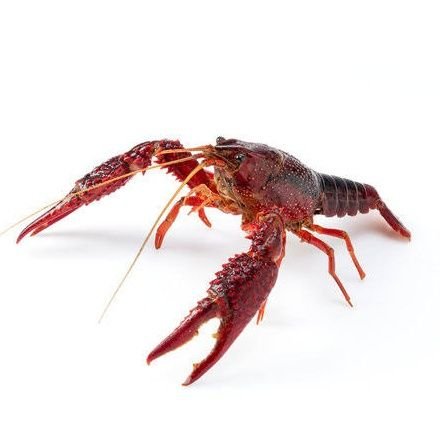 neoshanghaicrab's profile picture. 2023年夏から上海駐在の会社員男。80后。中国語わかりません勉強中。