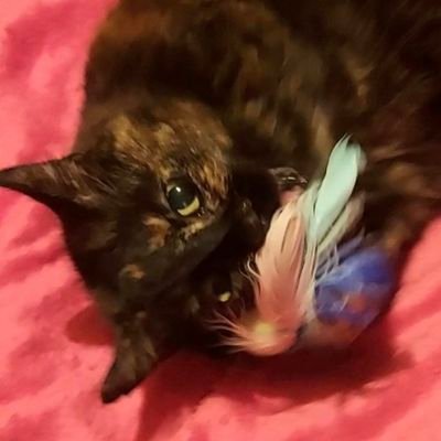 🌈💖Penny Pudding💖🌈 OTRB 20.06.2025🪶 and 🌈Betty Boodle🌈OTRB 27.10.2021 😿💔 Love of 🌈Skweek @MrsToggit 🤎🤍
#SSCC #AdoptDontShop