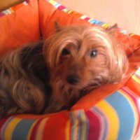Esther Guerra (@egueort) 's Twitter Profile