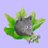 fuki_alphaz