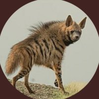 Hyena 💫🥂✨(@Hyena_Hyena1) 's Twitter Profile Photo