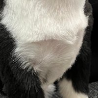 てつや (@starkstarkiron) 's Twitter Profile