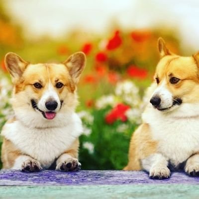 Wellcome to @corgis_com

we share daily #corgi content. 

Follow us, if you really love corgis