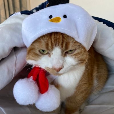 chashiro0620's profile picture. マンチカン３才女の子です🐱 宜しくお願いします たくさんのいいね ＲＴありがとうございます！！ 規制がかかる可能性がある為サブ垢を作りました🐱 @ramune_chashiro