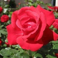 عاشق المنقبات وكل محرومه (@radareda13) Twitter profile photo