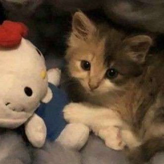 smokefosho's profile picture. ok