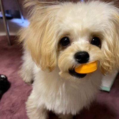 TanTan94810282's profile picture. 都内。出前館🥫UberEATS🐸配達員