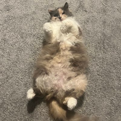 necobeyler's profile picture. 