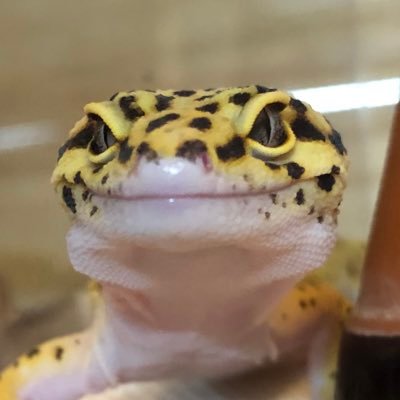 KzHatano's profile picture. 集めることが好きです。例えば、爬虫類〜レオパ、ラコダク。食玩〜ガンダムコンバージ。ミニカー〜メイクアップ、スパーク。あとは車が好きです。UP! GTI、エブリイワゴン。ドライブと釣りに使い分けてます。