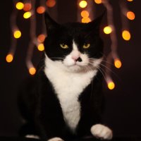 猫叔Devin (@mr_catuncle) 's Twitter Profile