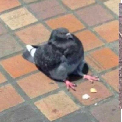 SealFlapFlap's profile picture. :)