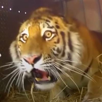 @animaltruster